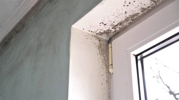 Best Asbestos and Lead Testing During Mold Inspection  in Clayton, MO