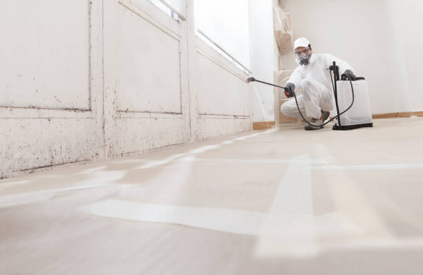 Best Mold Damage Restoration  in Clayton, MO